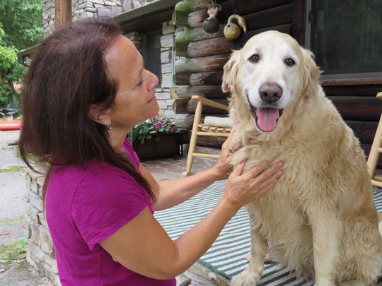 A golden retriever